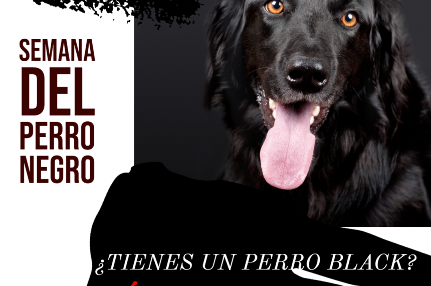 La Semana del Perro Negro. ¡BLACK FRIDAY!