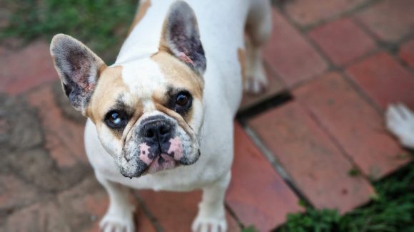 CARMELA (En Proceso de Adopción)
