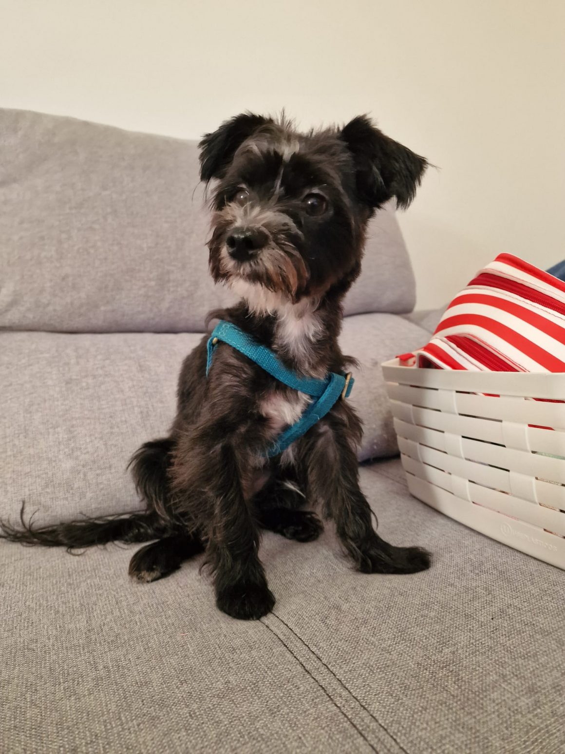 STICH (En Proceso de Adopción)