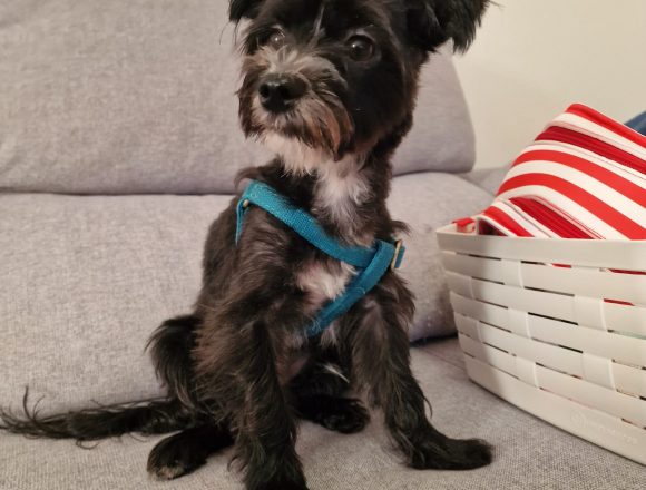STICH (En Proceso de Adopción)