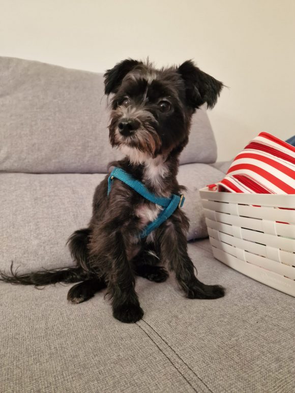 STICH (En Proceso de Adopción)