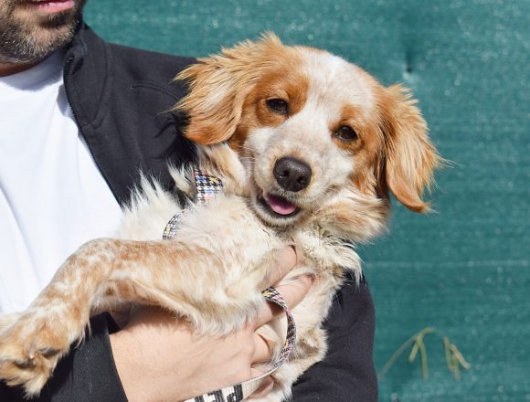LILA (En Proceso de Adopción)