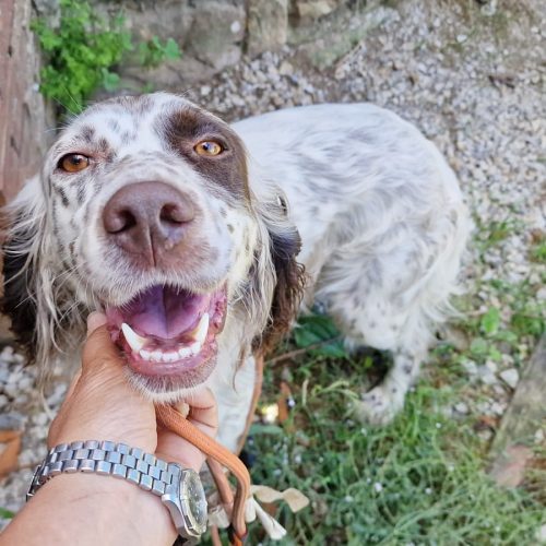 KIRA (En Proceso de Adopción)