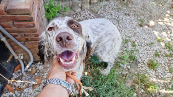 KIRA (En Proceso de Adopción)