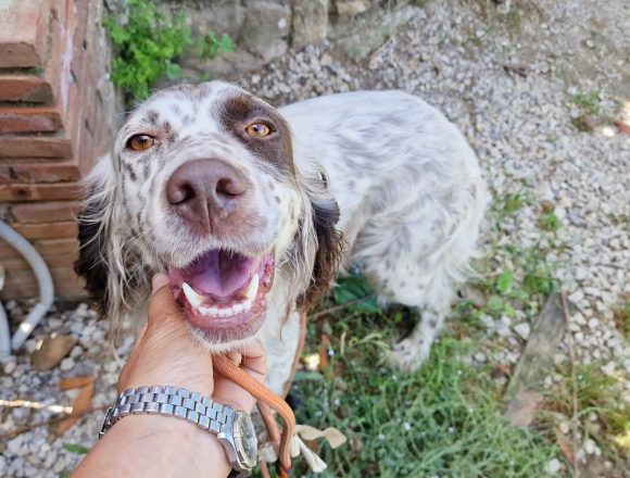 KIRA (En Proceso de Adopción)