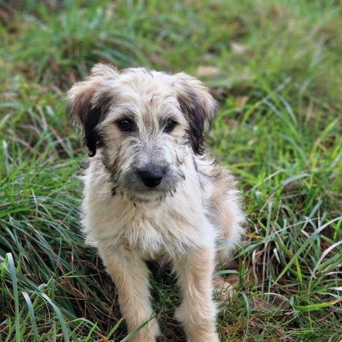 LING (En Proceso de Adopción)