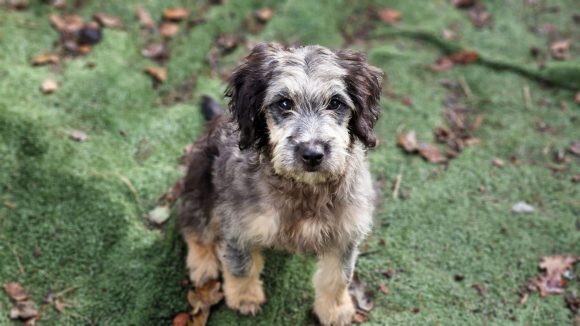YAO (En Proceso de Adopción)