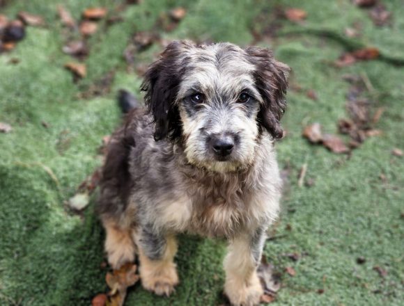 YAO (En Proceso de Adopción)