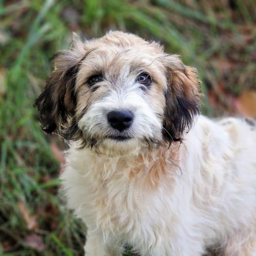 MULANO (En Proceso de Adopción)