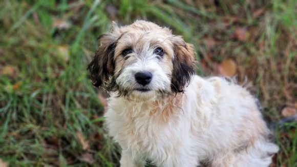 MULANO (En Proceso de Adopción)