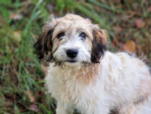 MULANO (En Proceso de Adopción)