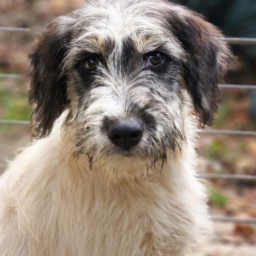 CHIEN PO (En Proceso de Adopción)