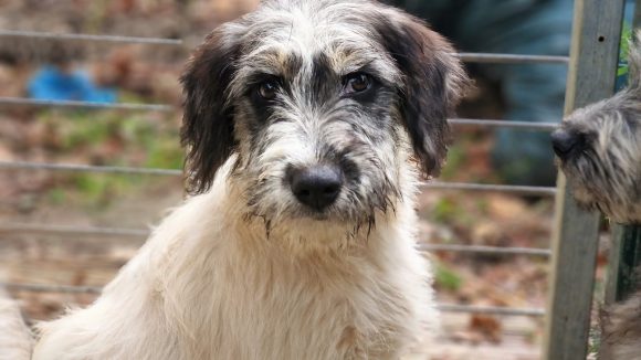 CHIEN PO (En Proceso de Adopción)
