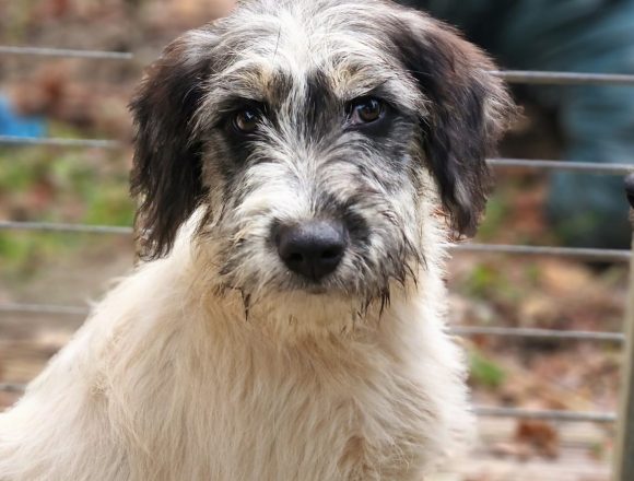 CHIEN PO (En Proceso de Adopción)