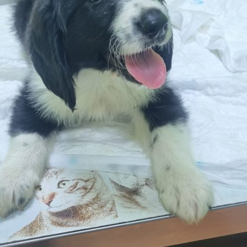 TILDE (En Proceso de Adopción)