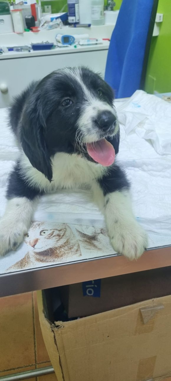 TILDE (En Proceso de Adopción)