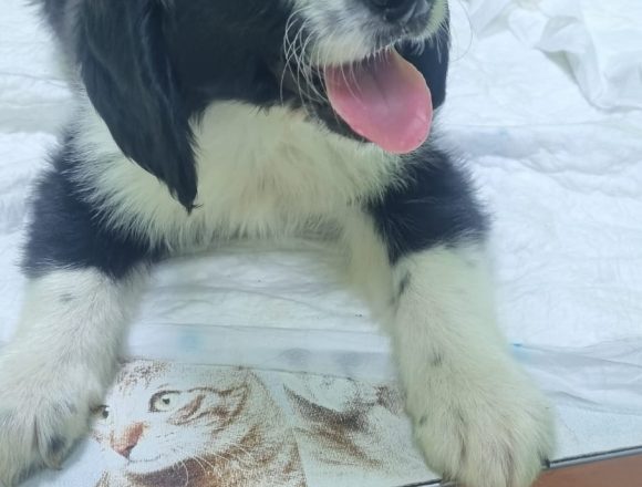 TILDE (En Proceso de Adopción)