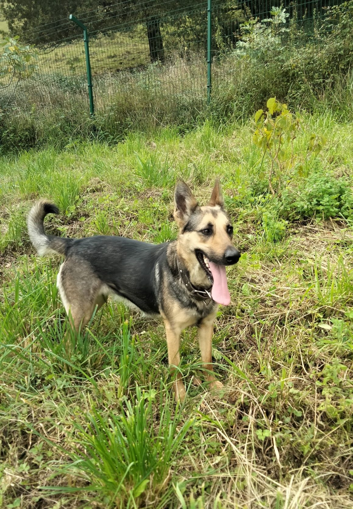 GALI