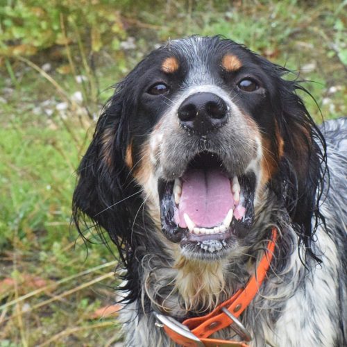 TIRSO (En Proceso de Adopción)