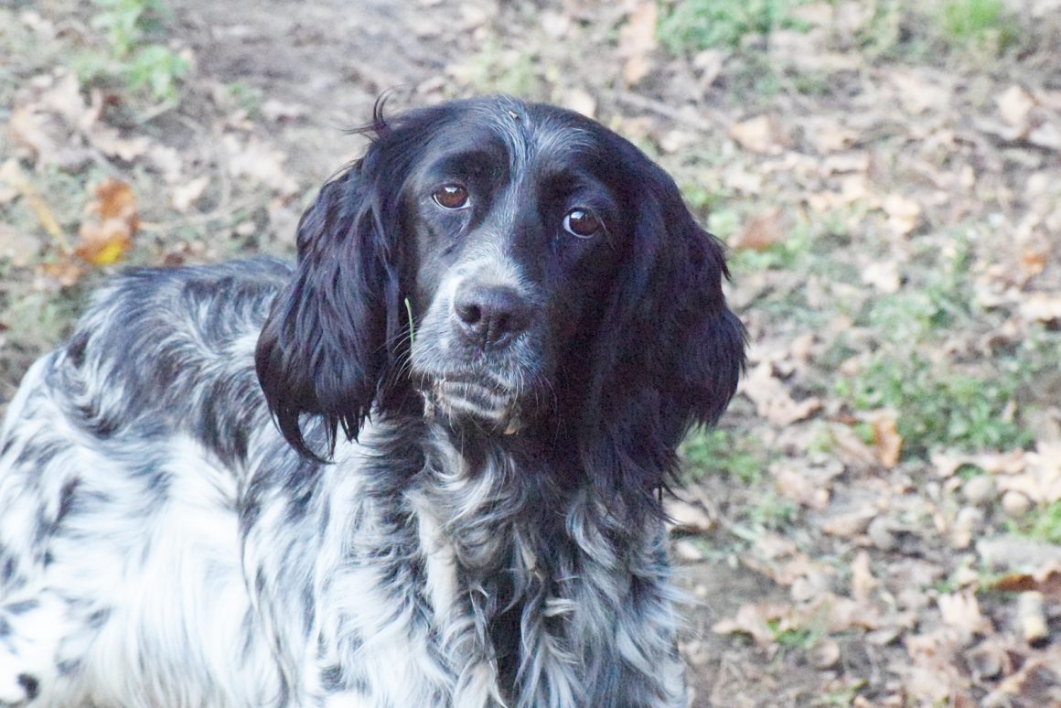 KINDRA (En Proceso de Adopción)