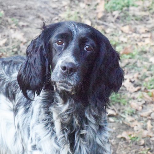 KINDRA (En Proceso de Adopción)