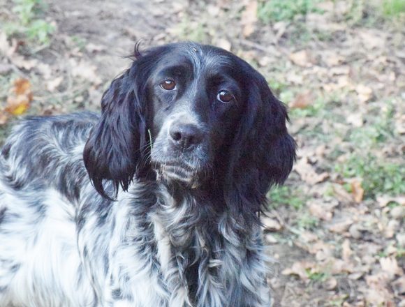 KINDRA (En Proceso de Adopción)