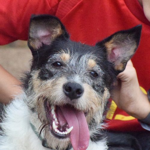 REX (En Proceso de Adopción)