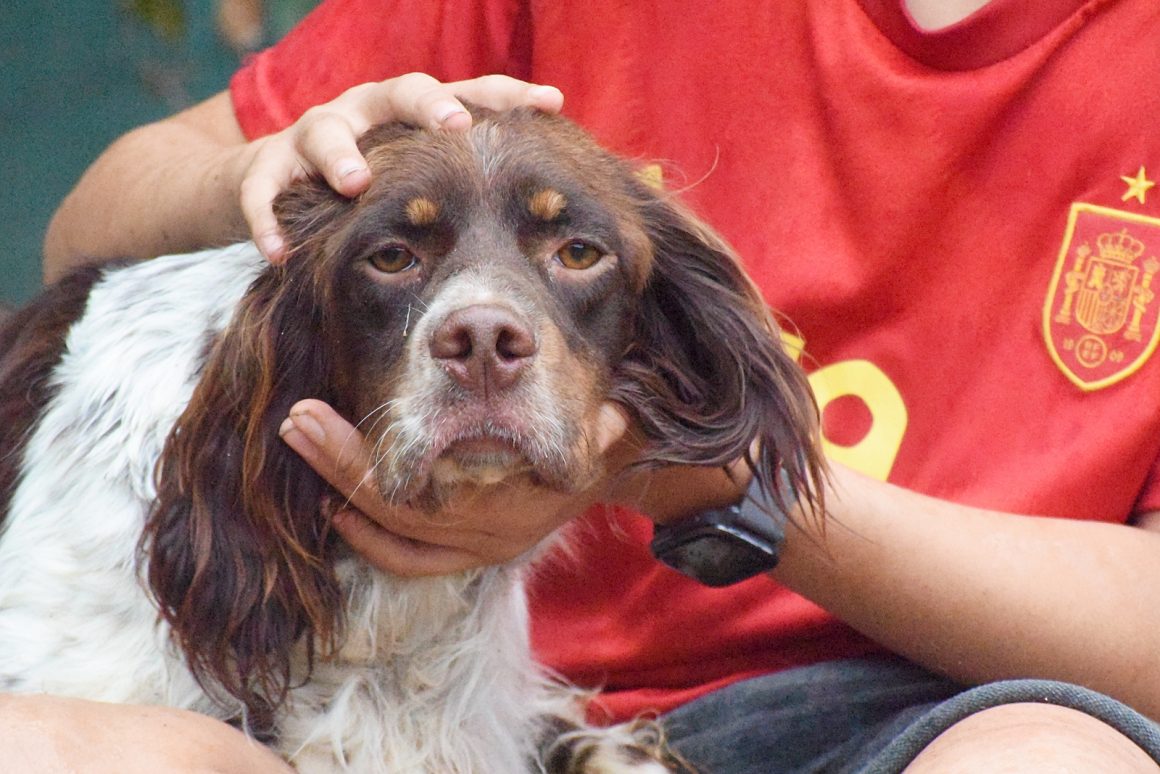 VITO (En Proceso de Adopción)