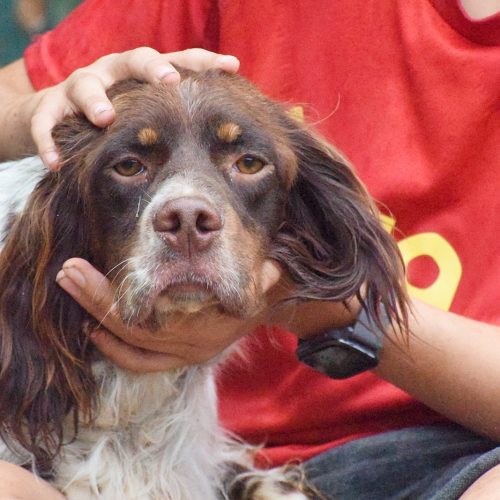 VITO (En Proceso de Adopción)