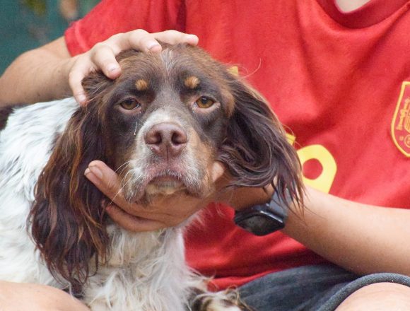 VITO (En Proceso de Adopción)