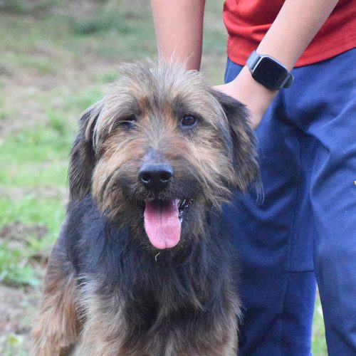 LEO (En Proceso de Adopción)