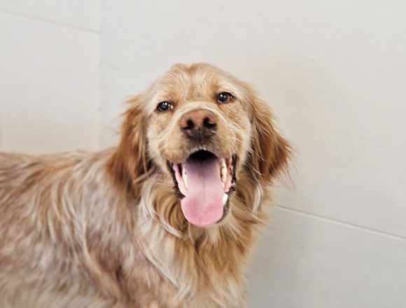 CANELO (En Proceso de Adopción)