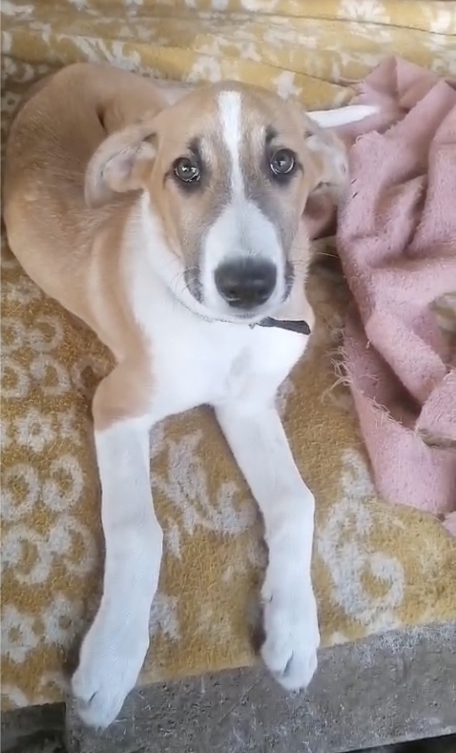 Captura de pantalla 2025-12-07 a las 15.58.04 AMBY (cachorro)