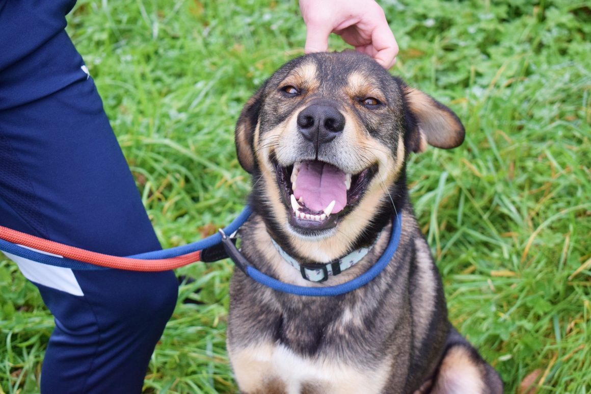 HARRY (En Proceso de Adopción)