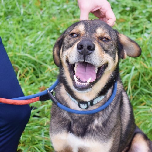 HARRY (En Proceso de Adopción)