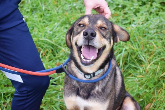 HARRY (En Proceso de Adopción)