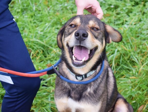 HARRY (En Proceso de Adopción)