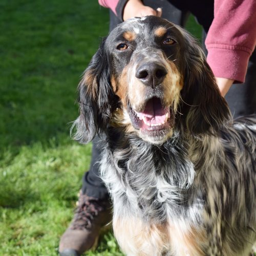 LARK (En Proceso de Adopción)