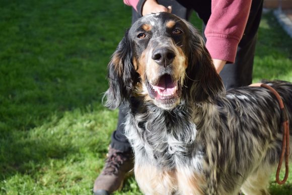 LARK (En Proceso de Adopción)