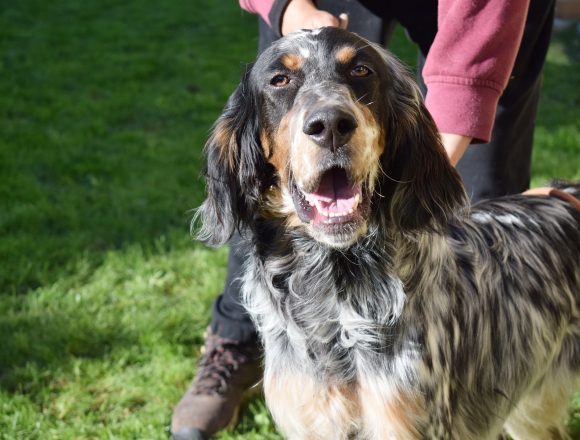 LARK (En Proceso de Adopción)