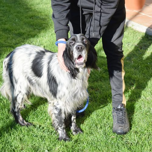 NID (En Proceso de Adopción)