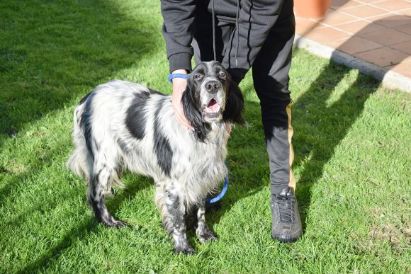 NID (En Proceso de Adopción)