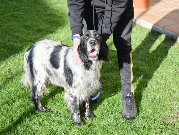 NID (En Proceso de Adopción)