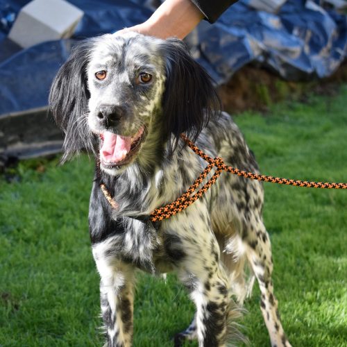 BELTZ (En Proceso de Adopción)