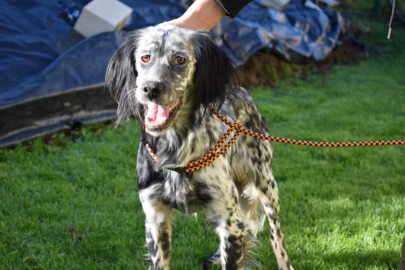 BELTZ (En Proceso de Adopción)