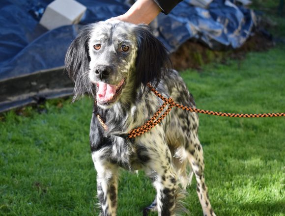 BELTZ (En Proceso de Adopción)