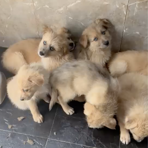 CAMADA CACHORROS