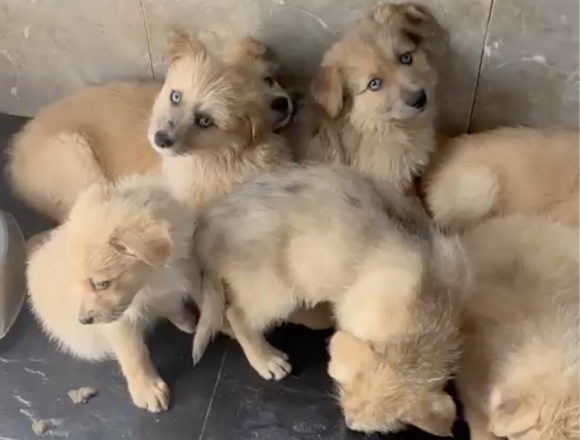 CAMADA CACHORROS