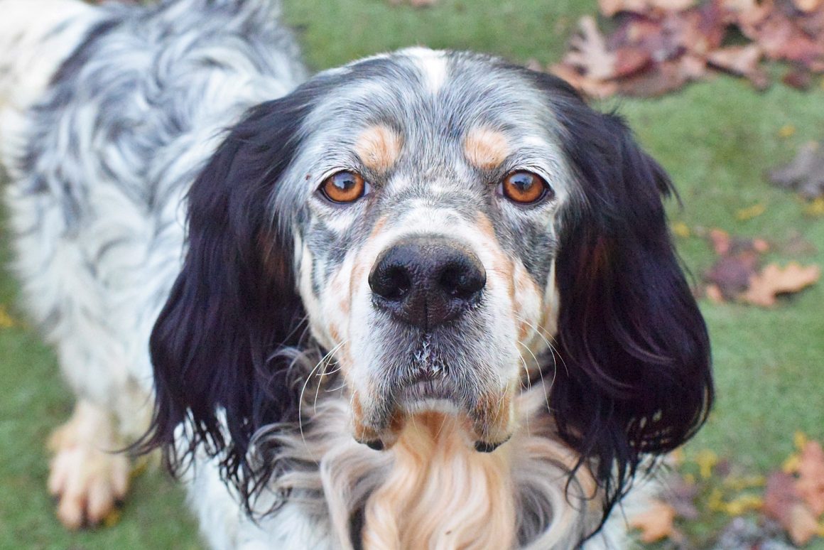 BALTO (En Proceso de Adopción)