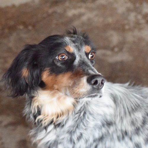 DUNA (En Proceso de Adopción)